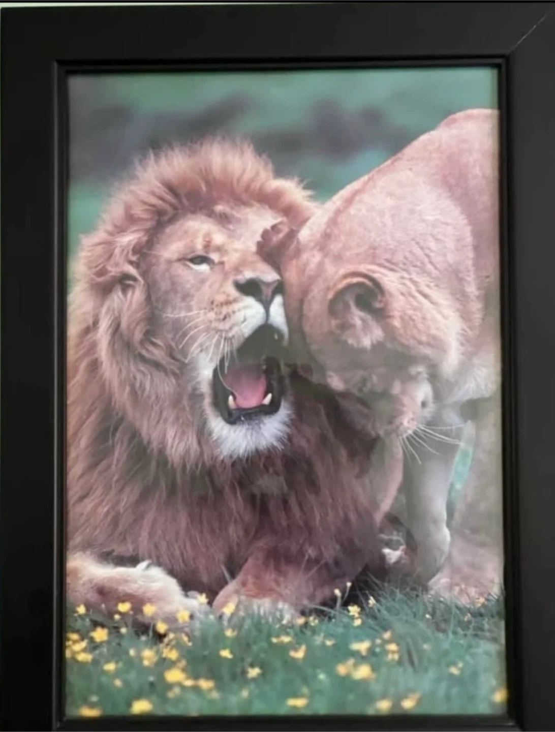 Set of 4 Framed Wildlife Prints - photo 3