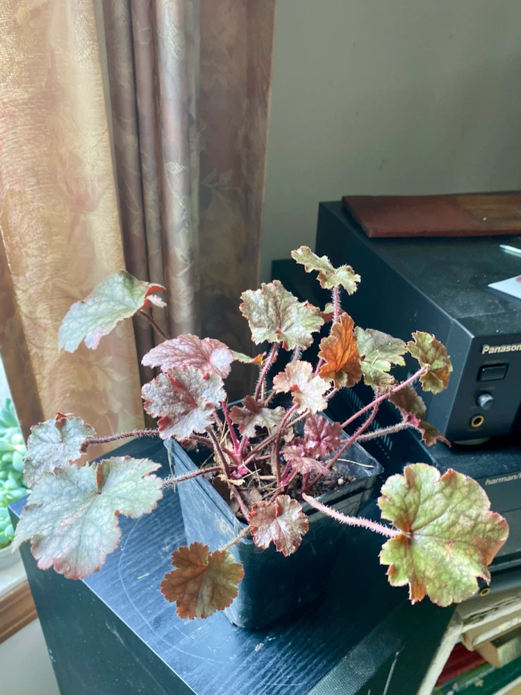 Coral bells, Hardy perennial, 3 healthy crowns in one pot