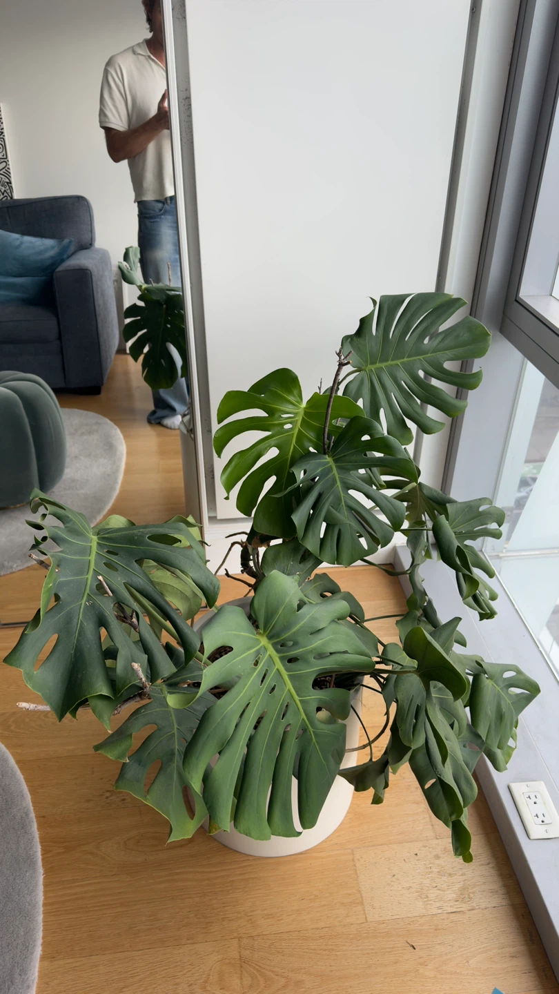 Monstera Deliciosa Plant in White Pot