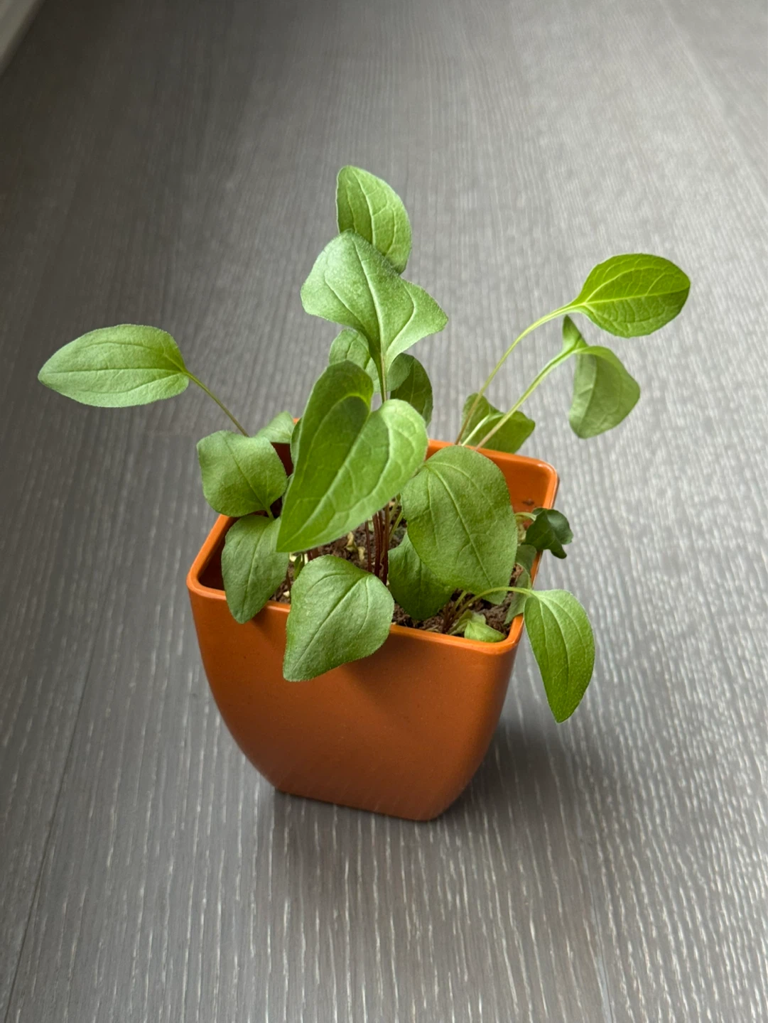 Small Potted Plant