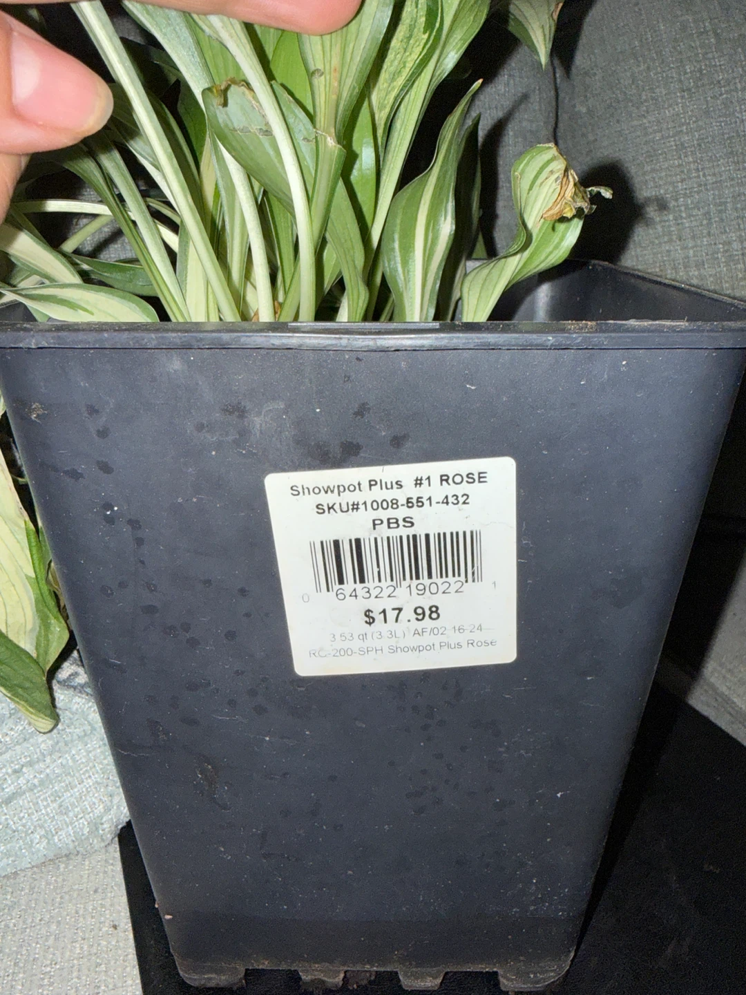Showpot Plus #1 Rose Plant Pot - photo 2