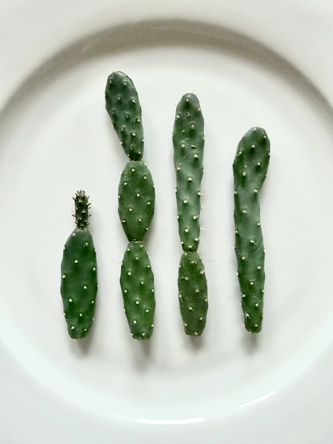 Cactus Cuttings 🏈