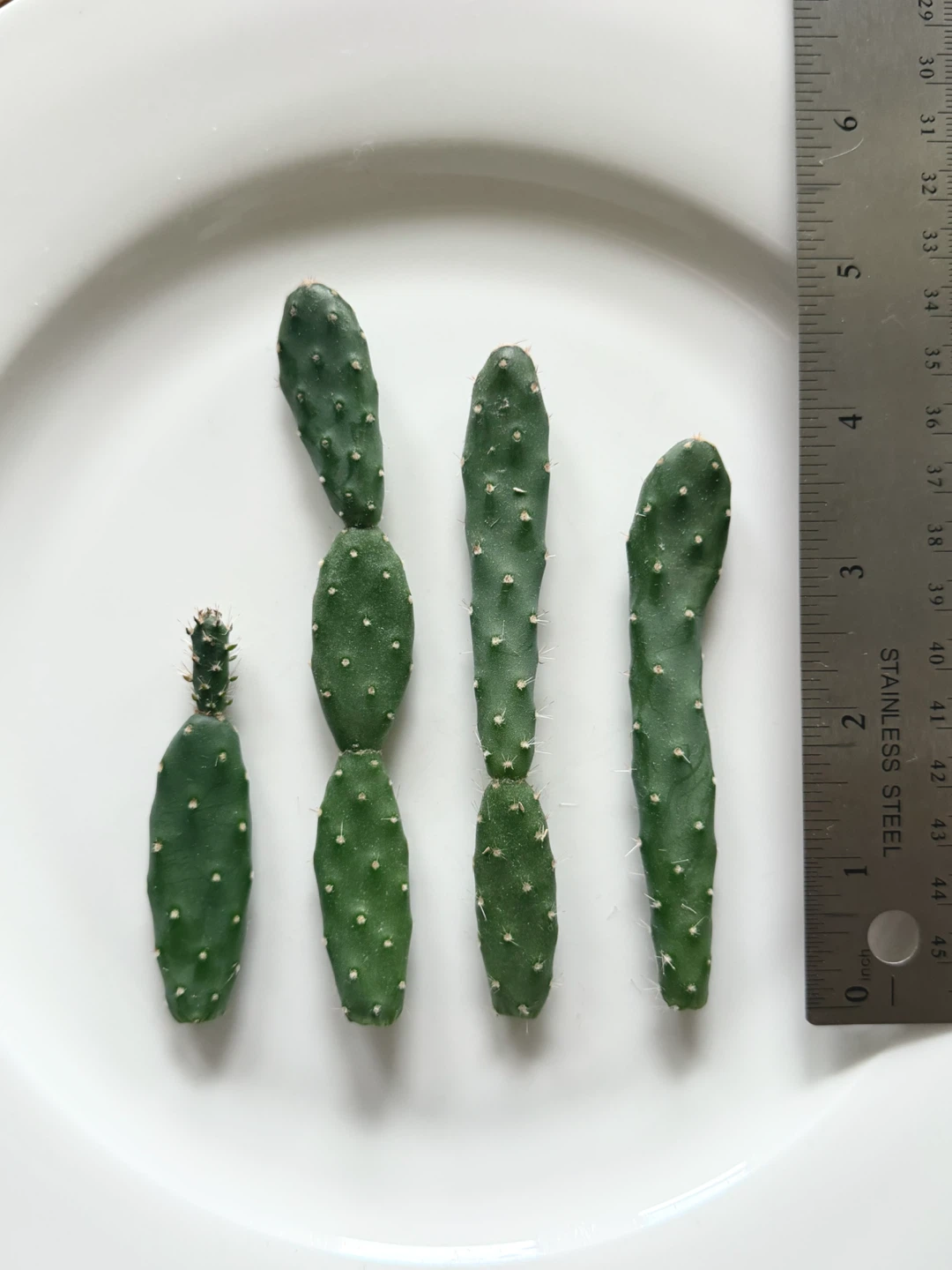 Cactus Cuttings 🏈 - photo 2