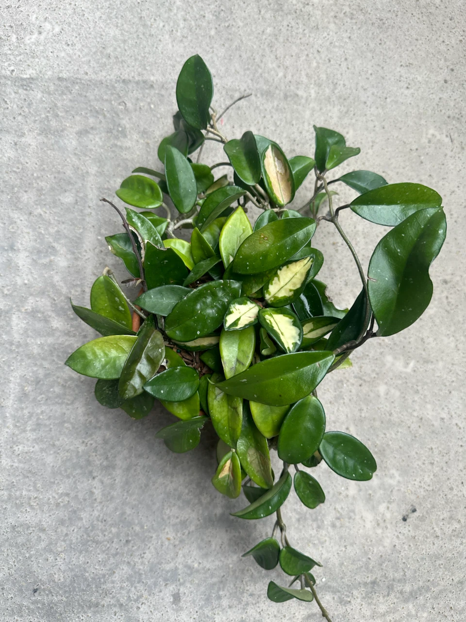 🏈 Hoya Carnosa  Krimson Princess Terracotta Pot