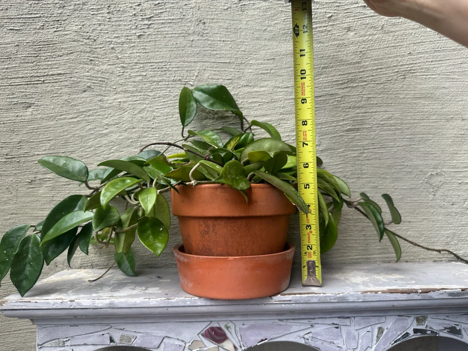 🏈 Hoya Carnosa  Krimson Princess Terracotta Pot - photo 2