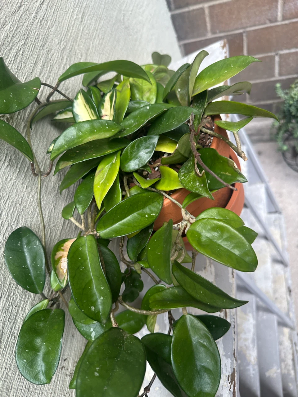 🏈 Hoya Carnosa  Krimson Princess Terracotta Pot - photo 3