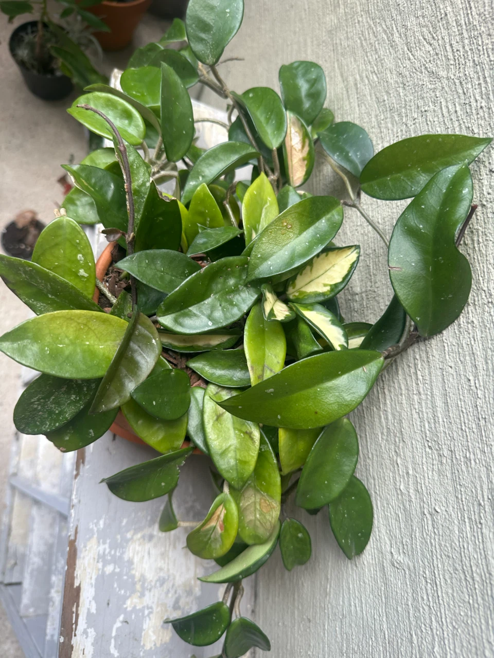 🏈 Hoya Carnosa  Krimson Princess Terracotta Pot - photo 4