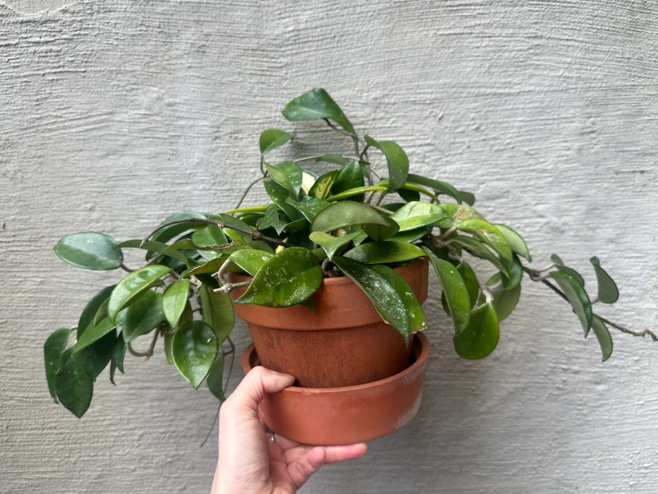 🏈 Hoya Carnosa  Krimson Princess Terracotta Pot - photo 5