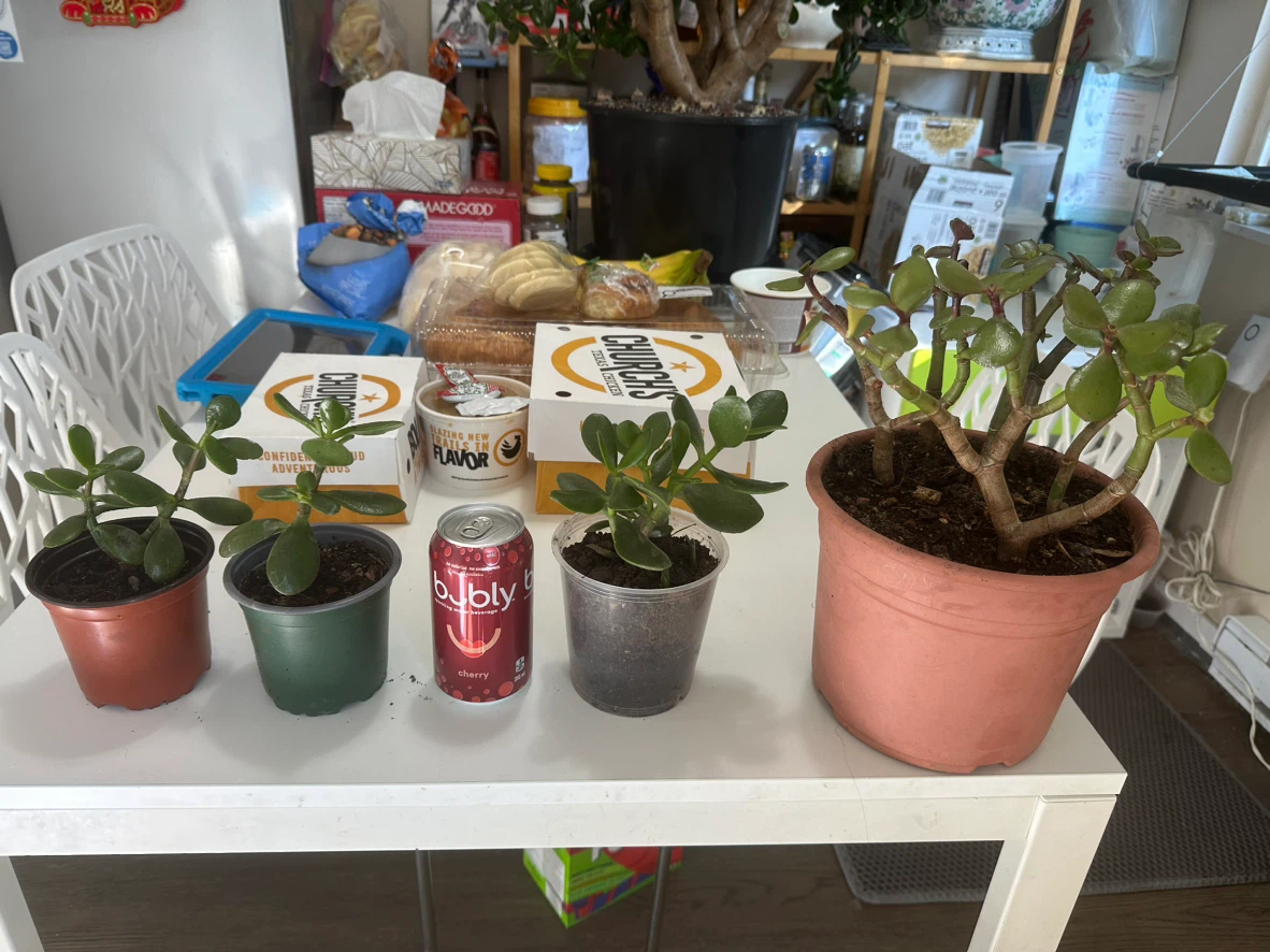 Four Jade Plants
