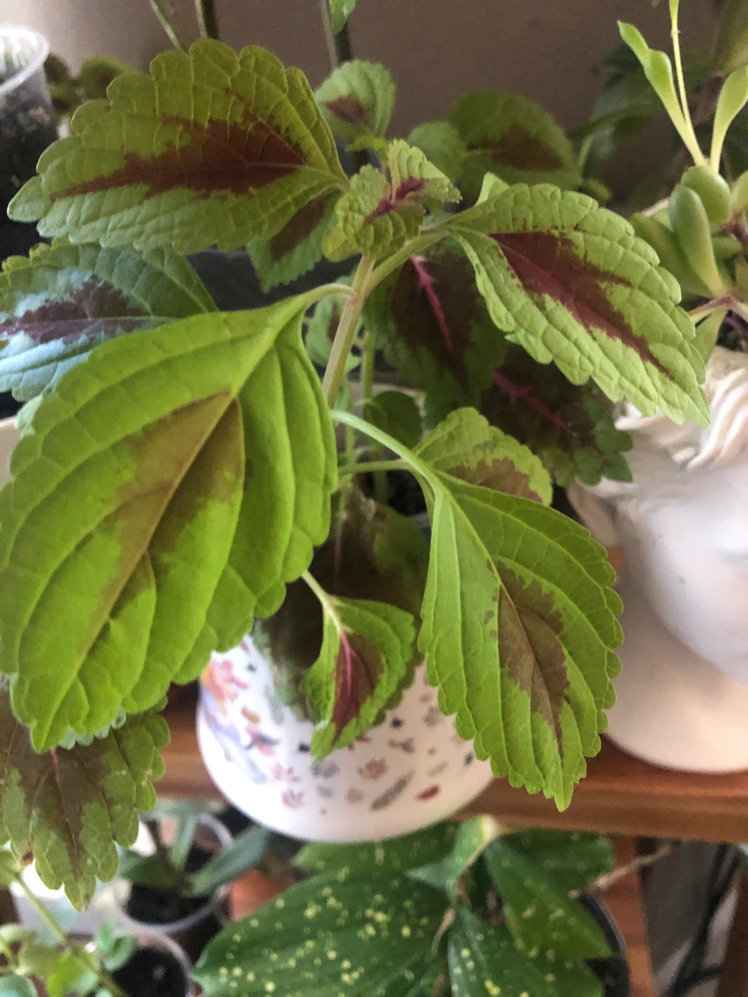 Coleus plant 🏈