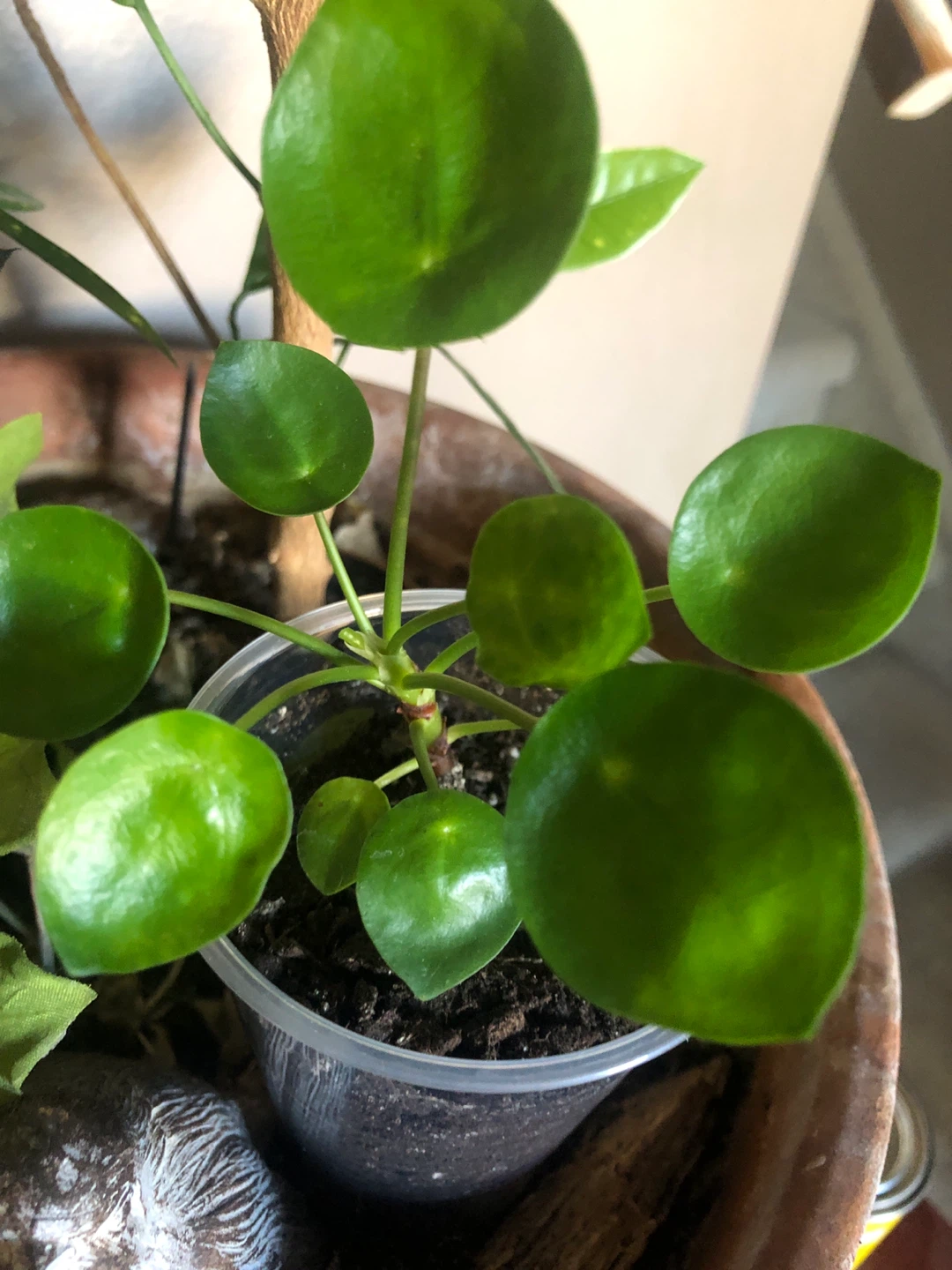 Pilea Peperomioides plant 🏈