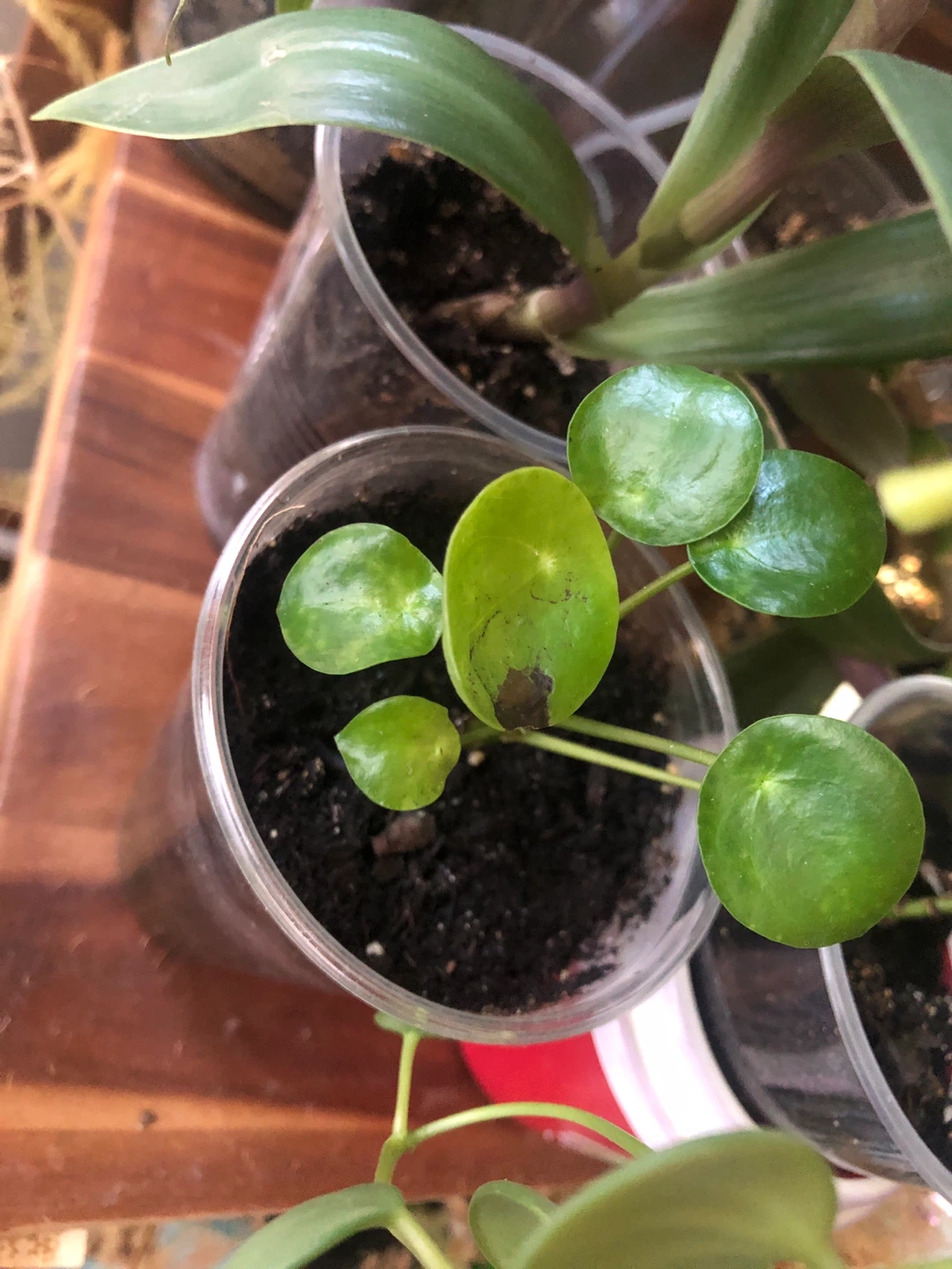 Pilea Peperomioides plant 🏈 - photo 2