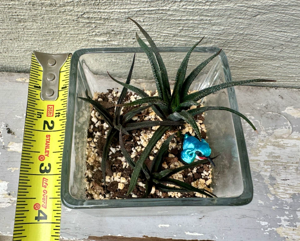 🏈 3 Haworthia plants in glass container w/ Decorative Bird