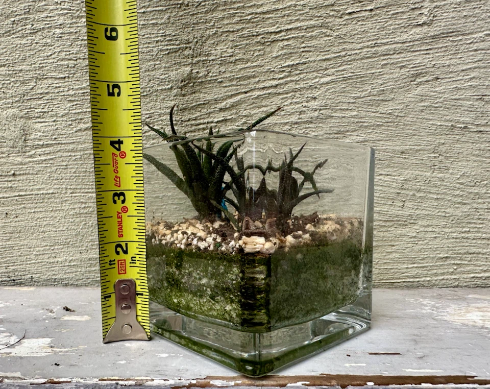 🏈 3 Haworthia plants in glass container w/ Decorative Bird - photo 2