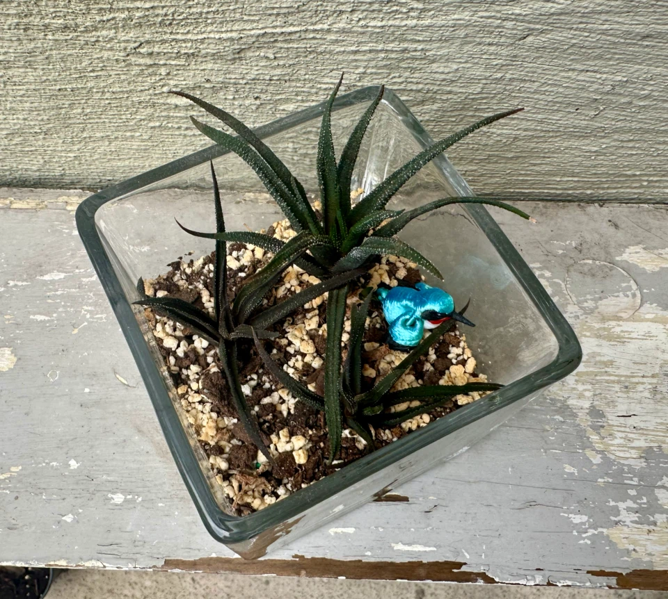 🏈 3 Haworthia plants in glass container w/ Decorative Bird - photo 3