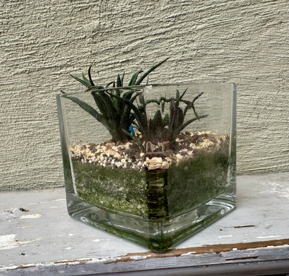 🏈 3 Haworthia plants in glass container w/ Decorative Bird - photo 4
