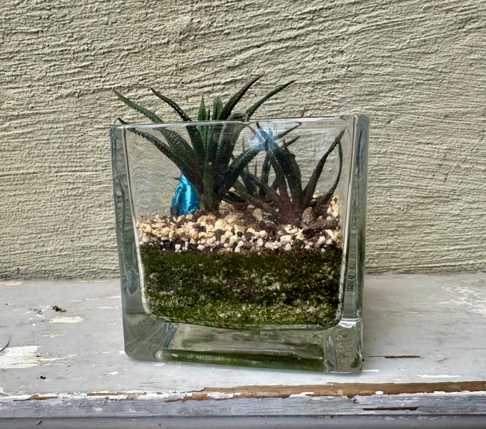 🏈 3 Haworthia plants in glass container w/ Decorative Bird - photo 5