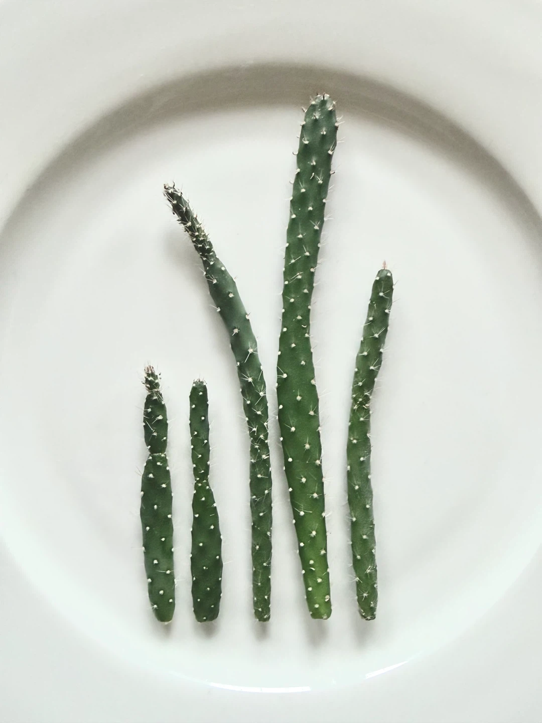 Cactus Cuttings: Narrow 🏈