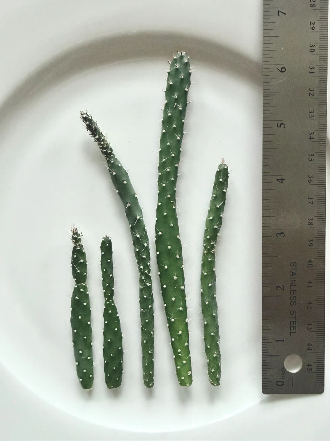 Cactus Cuttings: Narrow 🏈 - photo 2