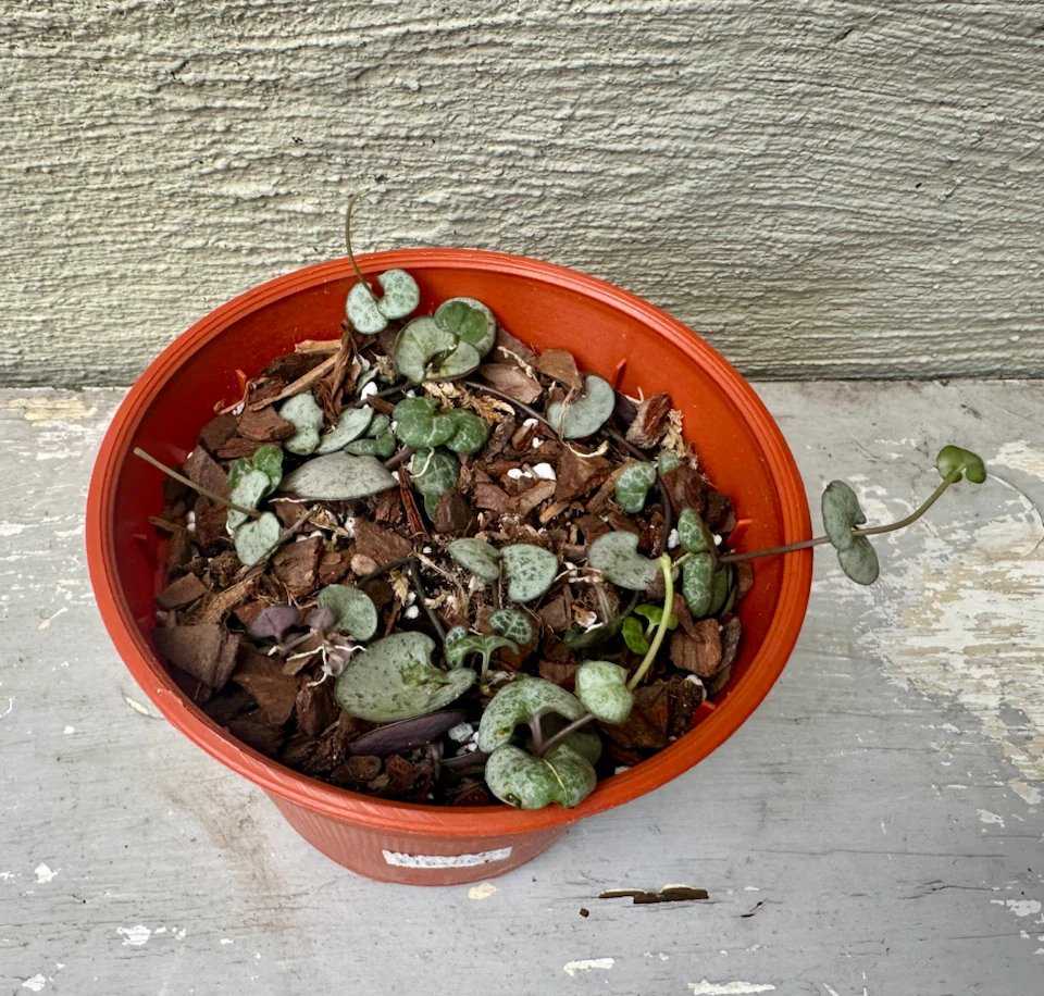 🏈 String of Hearts Plant in 3” nurse pot
