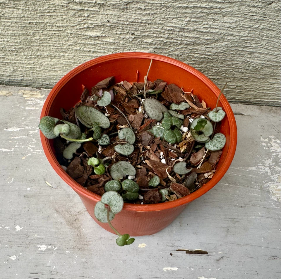 🏈 String of Hearts Plant in 3” nurse pot - photo 2