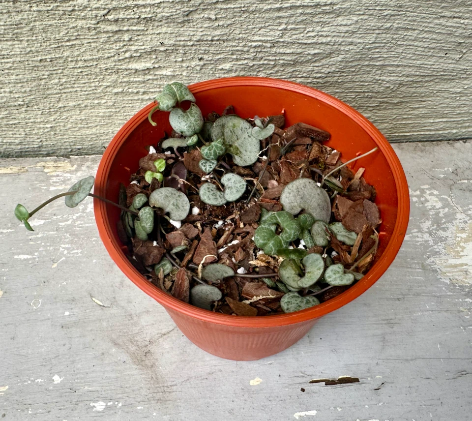 🏈 String of Hearts Plant in 3” nurse pot - photo 3