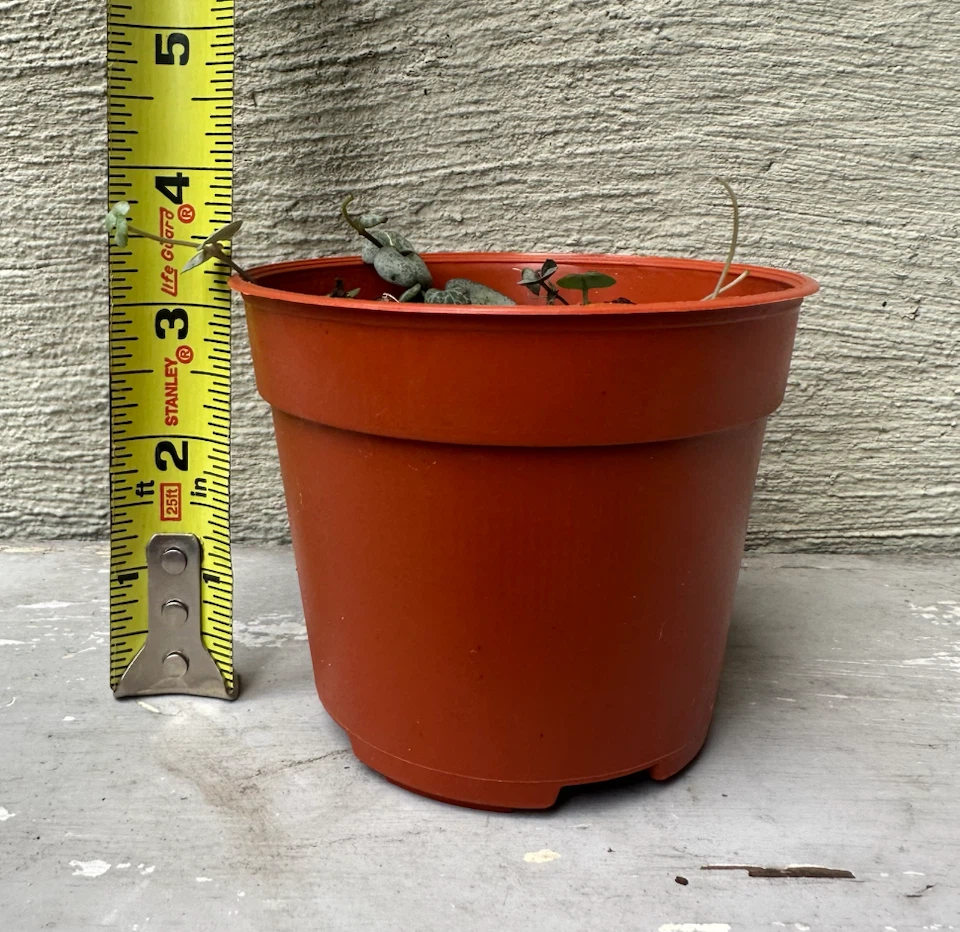 🏈 String of Hearts Plant in 3” nurse pot - photo 4