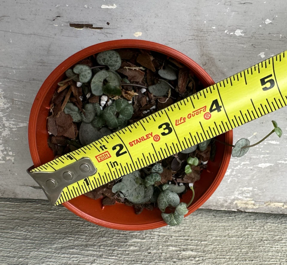 🏈 String of Hearts Plant in 3” nurse pot - photo 5