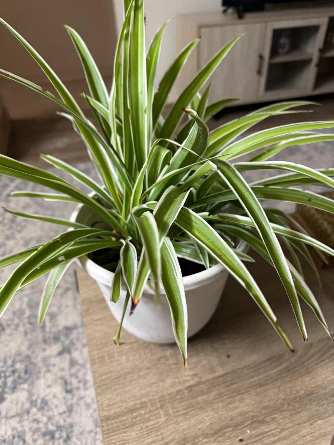 Spider plant in white pot 🏈