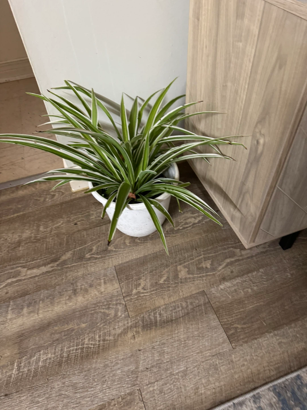 Spider plant in white pot 🏈 - photo 2