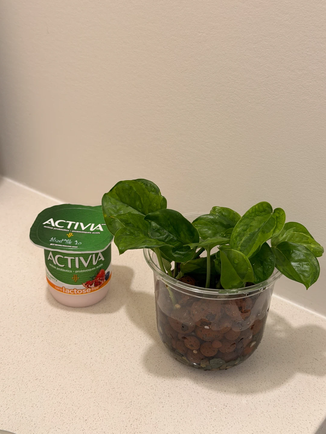 🌿 Lemon Meringue Pothos