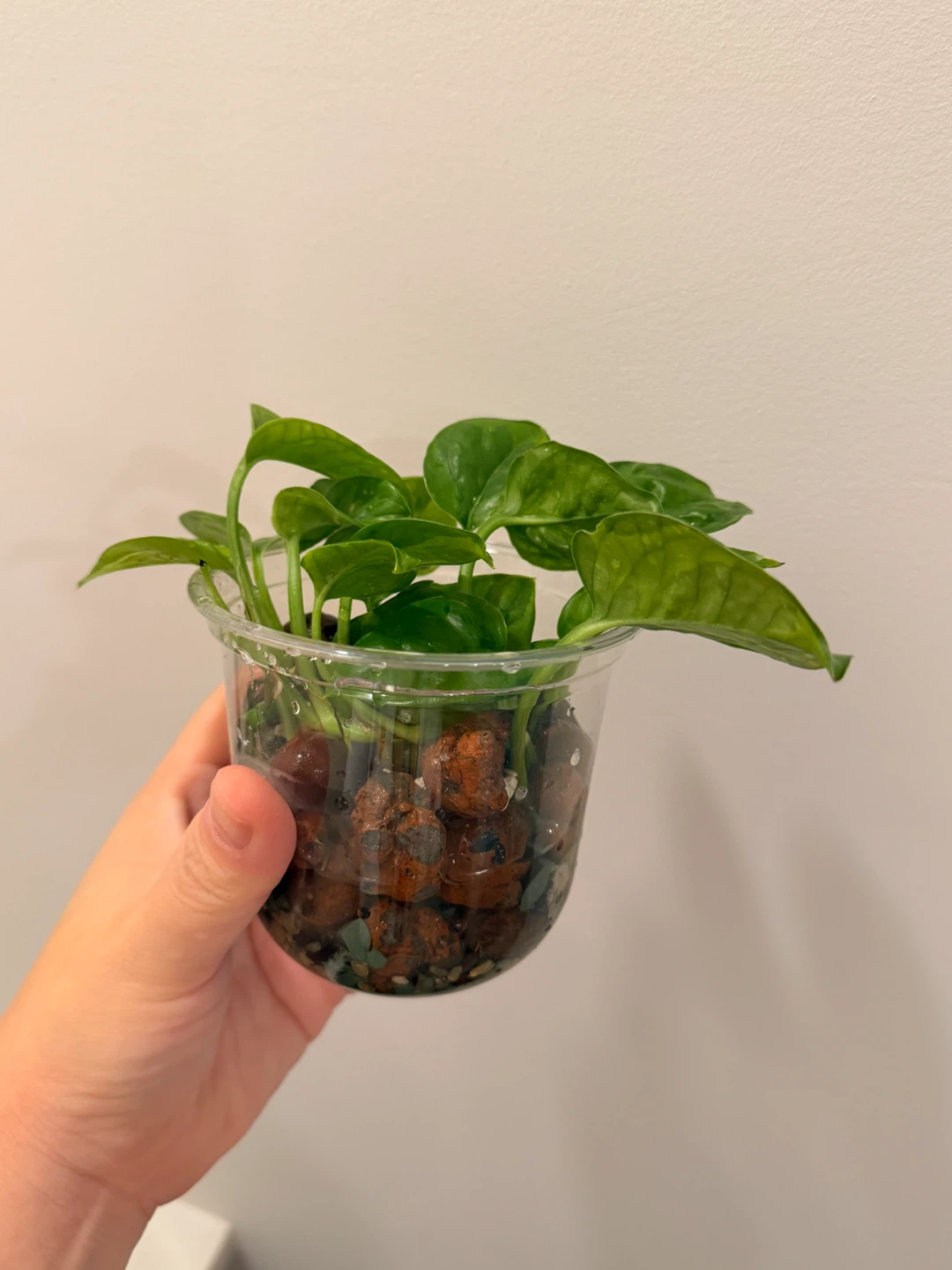 🌿 Lemon Meringue Pothos - photo 2