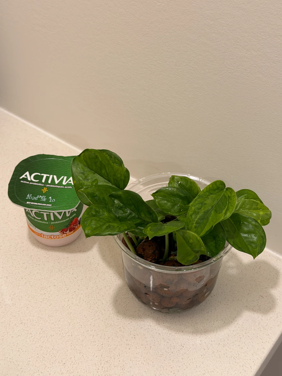 🌿 Lemon Meringue Pothos - photo 3