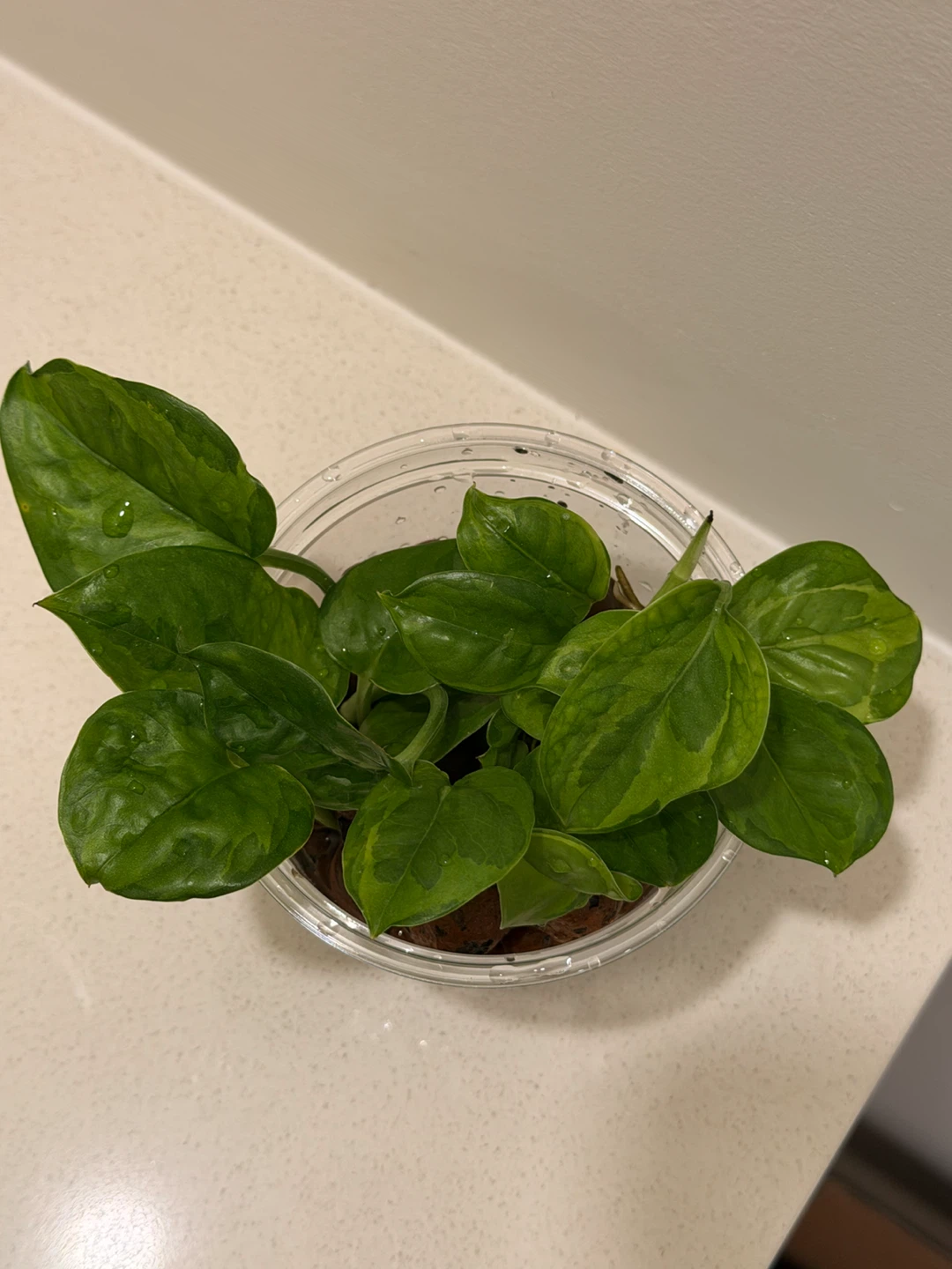 🌿 Lemon Meringue Pothos - photo 4