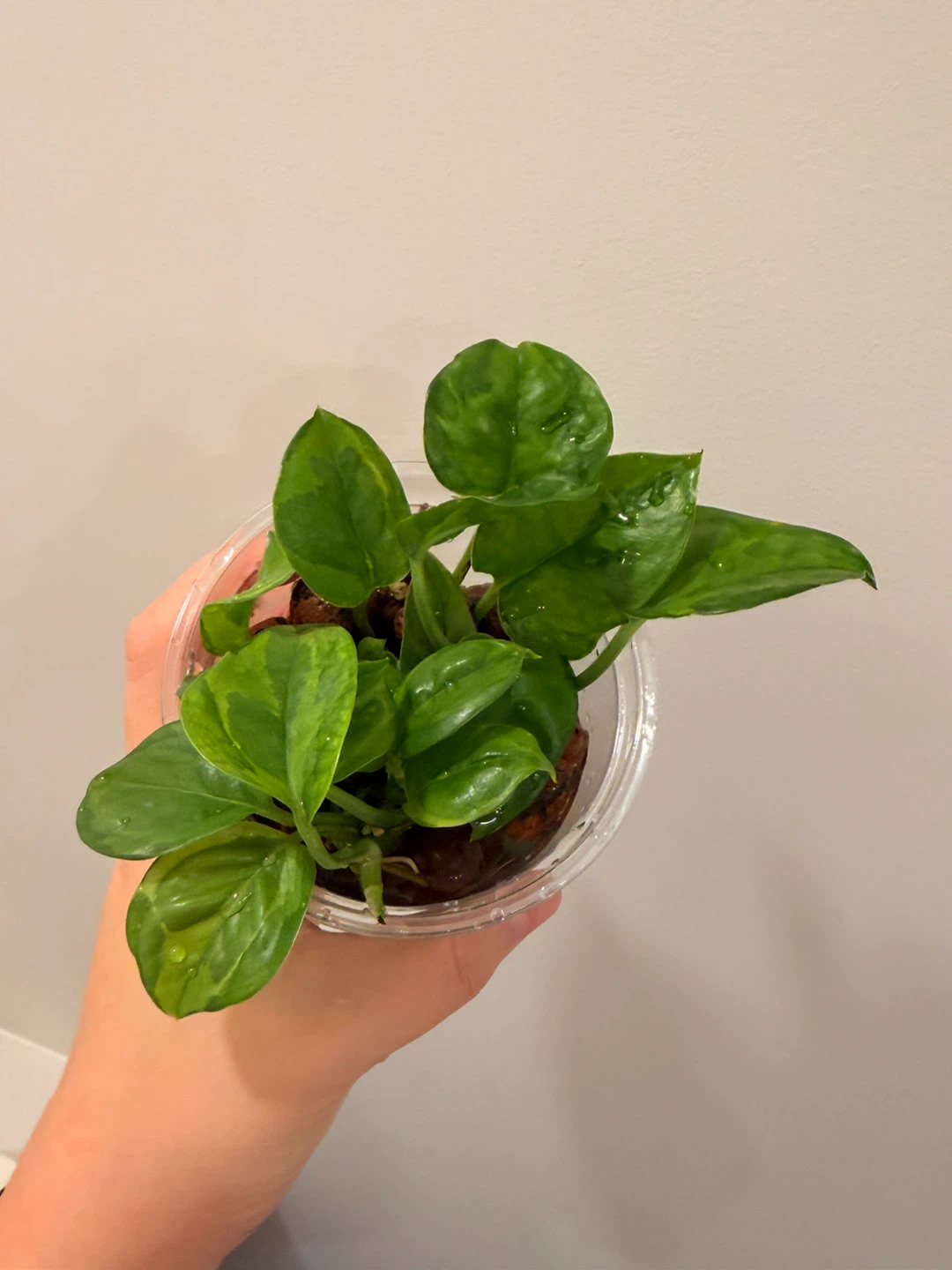 🌿 Lemon Meringue Pothos - photo 5