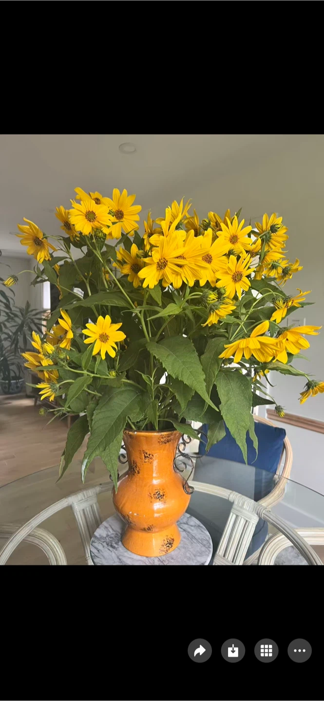 Fresh Cut Jerusalem Artichoke Flowers