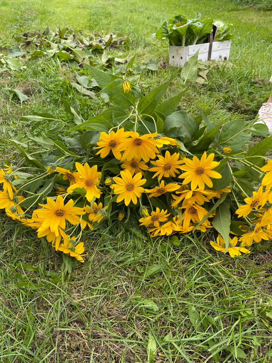 Fresh Cut Jerusalem Artichoke Flowers - photo 2