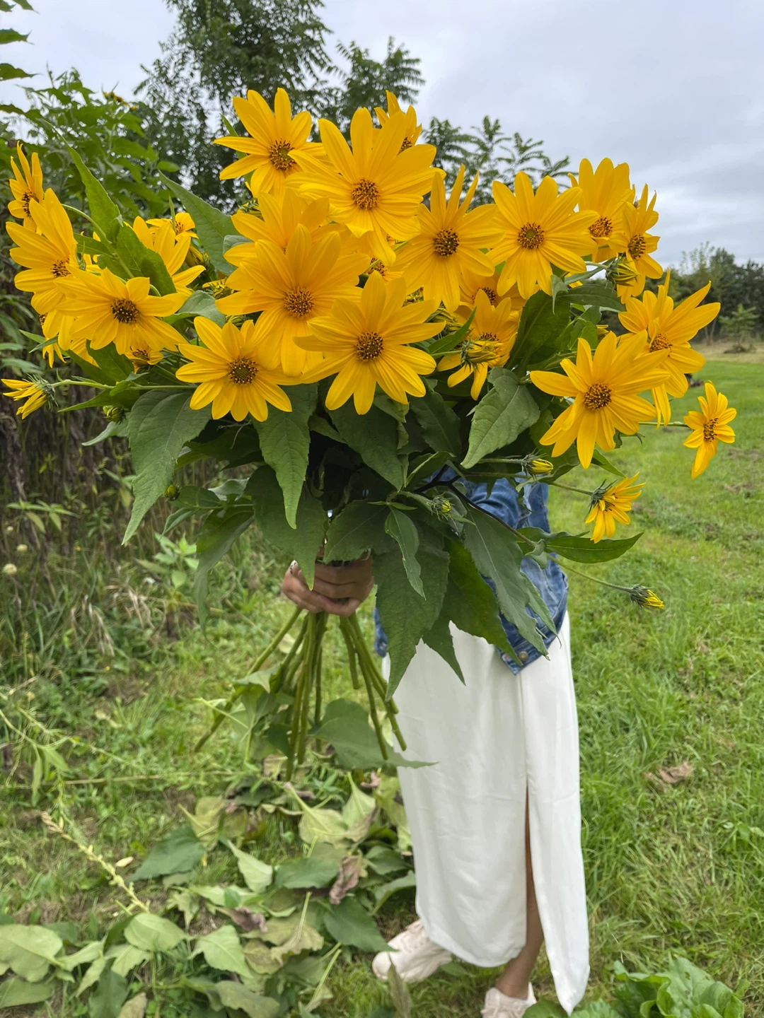 Fresh Cut Jerusalem Artichoke Flowers - photo 3