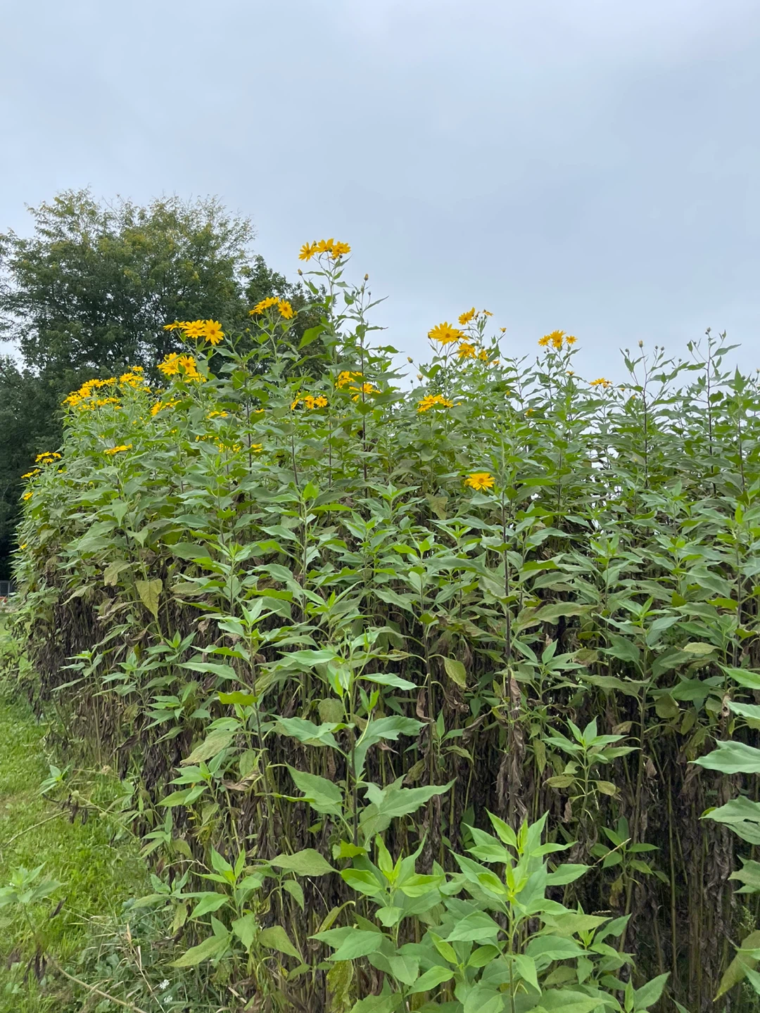 Fresh Cut Jerusalem Artichoke Flowers - photo 4