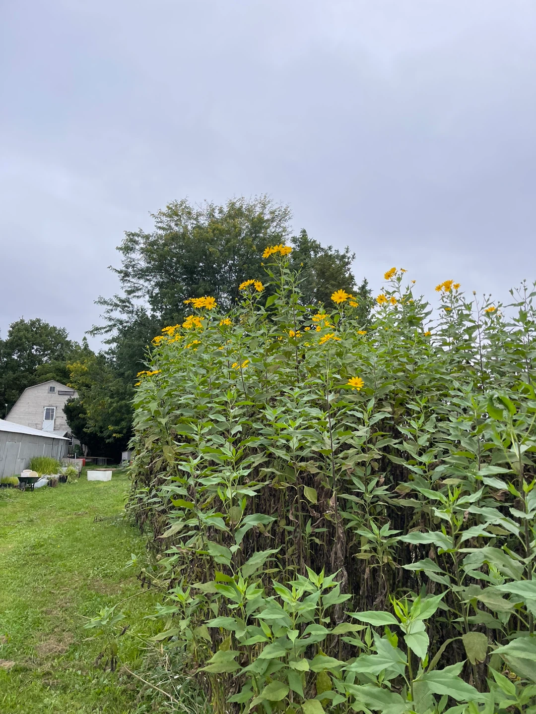Fresh Cut Jerusalem Artichoke Flowers - photo 5