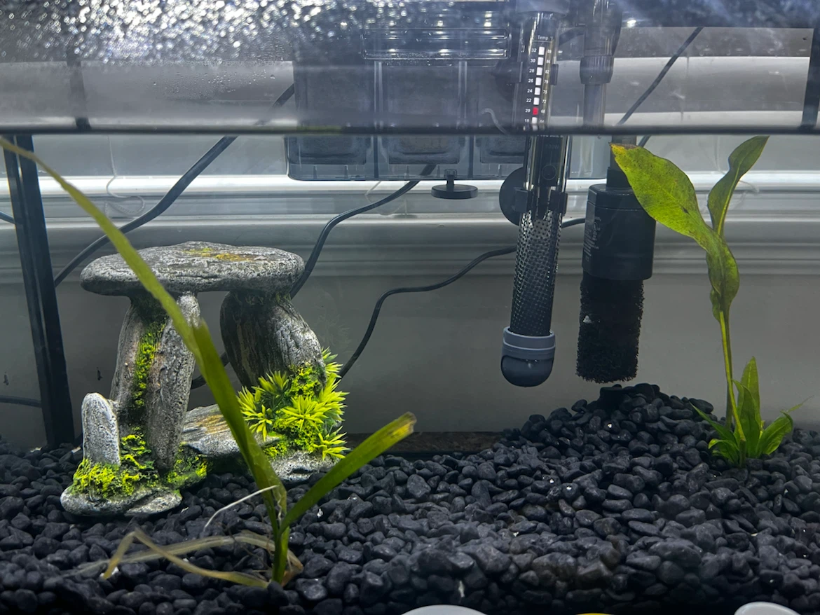 10 gallon Aquarium set - photo 4