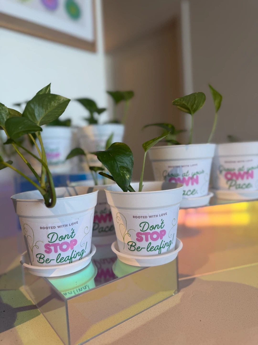 🌿 POTHOS PLANTS FOR SALE 🌿