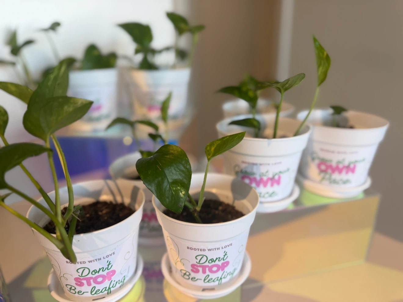 🌿 POTHOS PLANTS FOR SALE 🌿 - photo 2