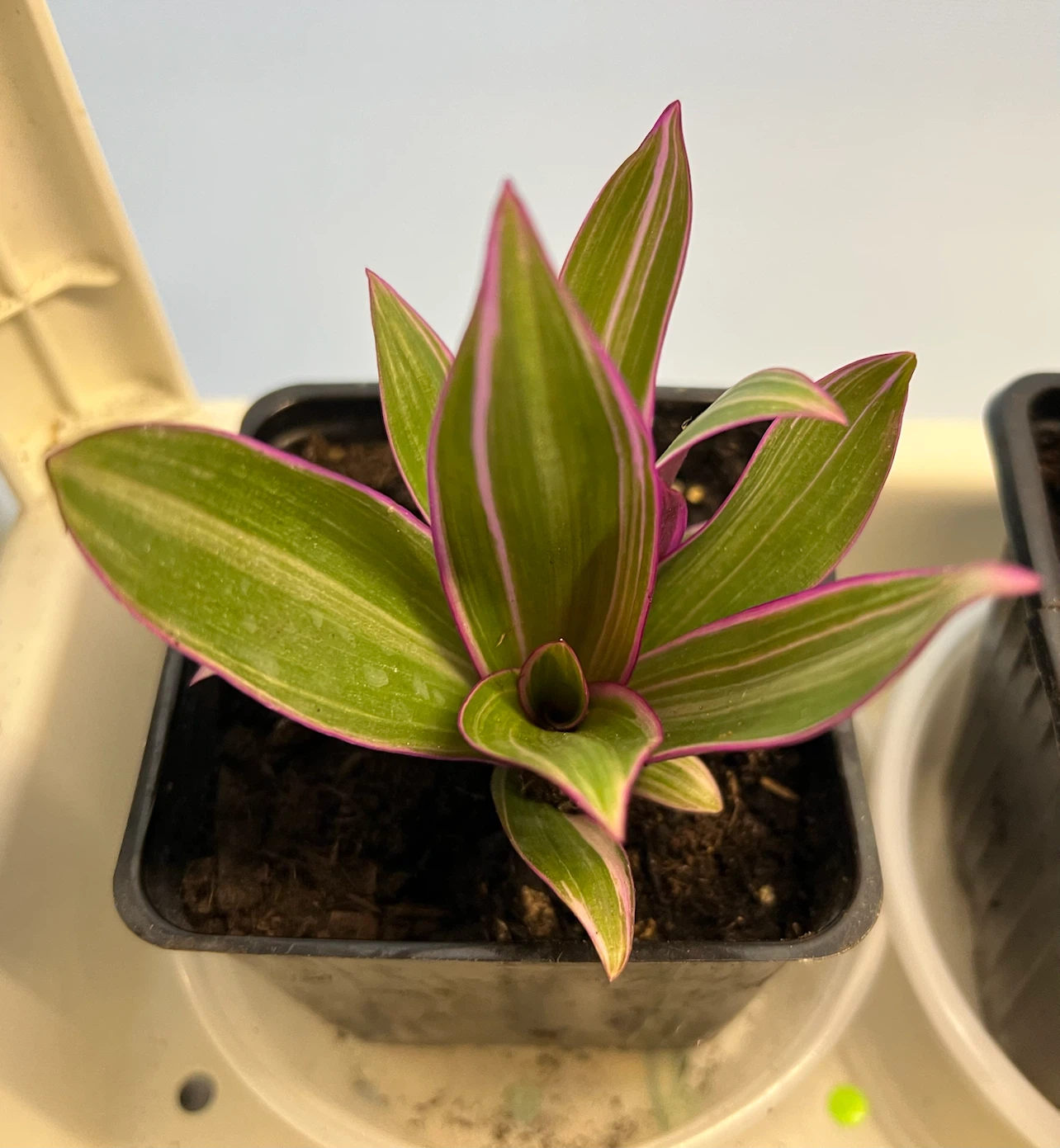 OYSTER PLANT, indoor tropical plant