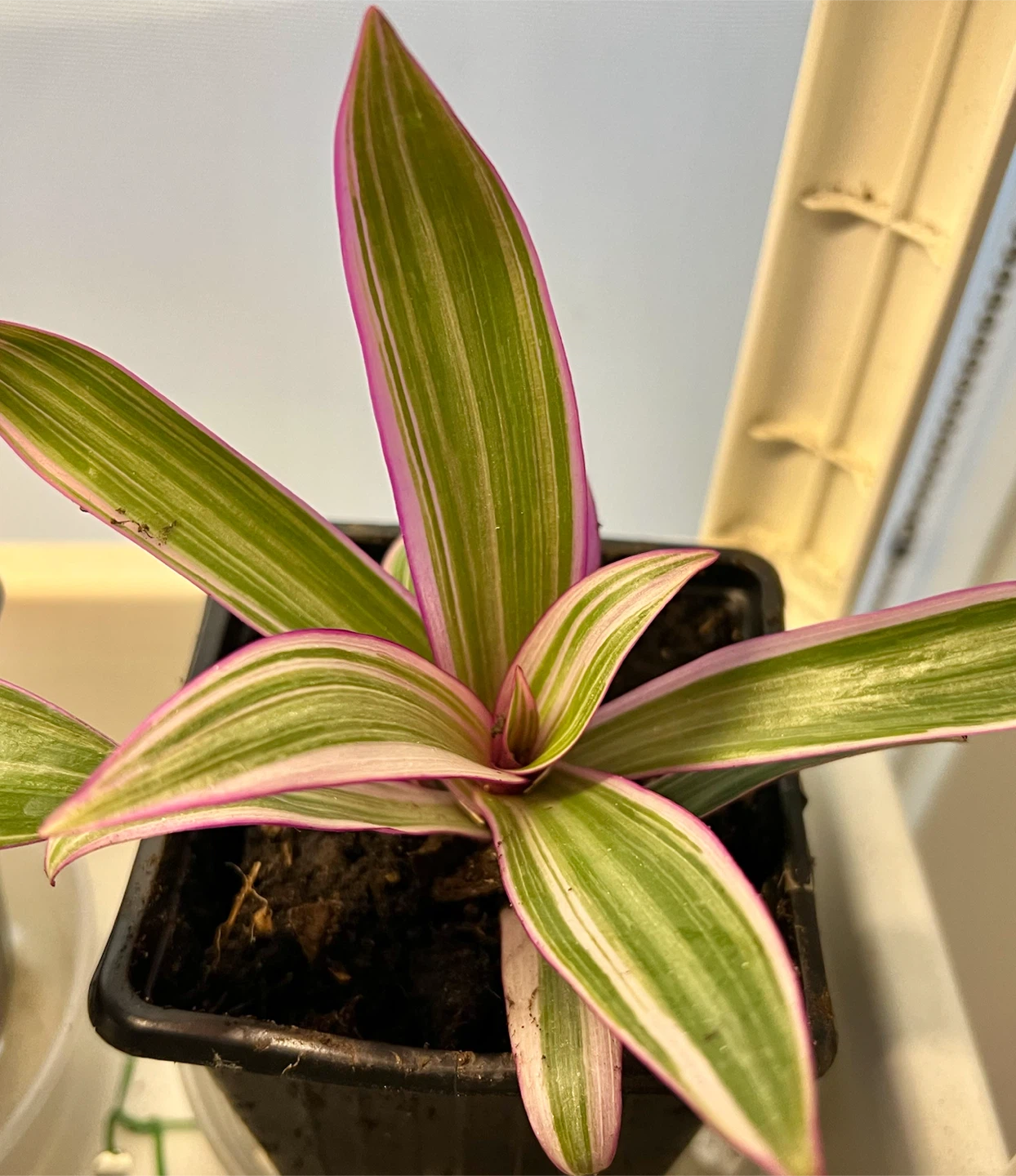OYSTER PLANT, indoor tropical plant - photo 2