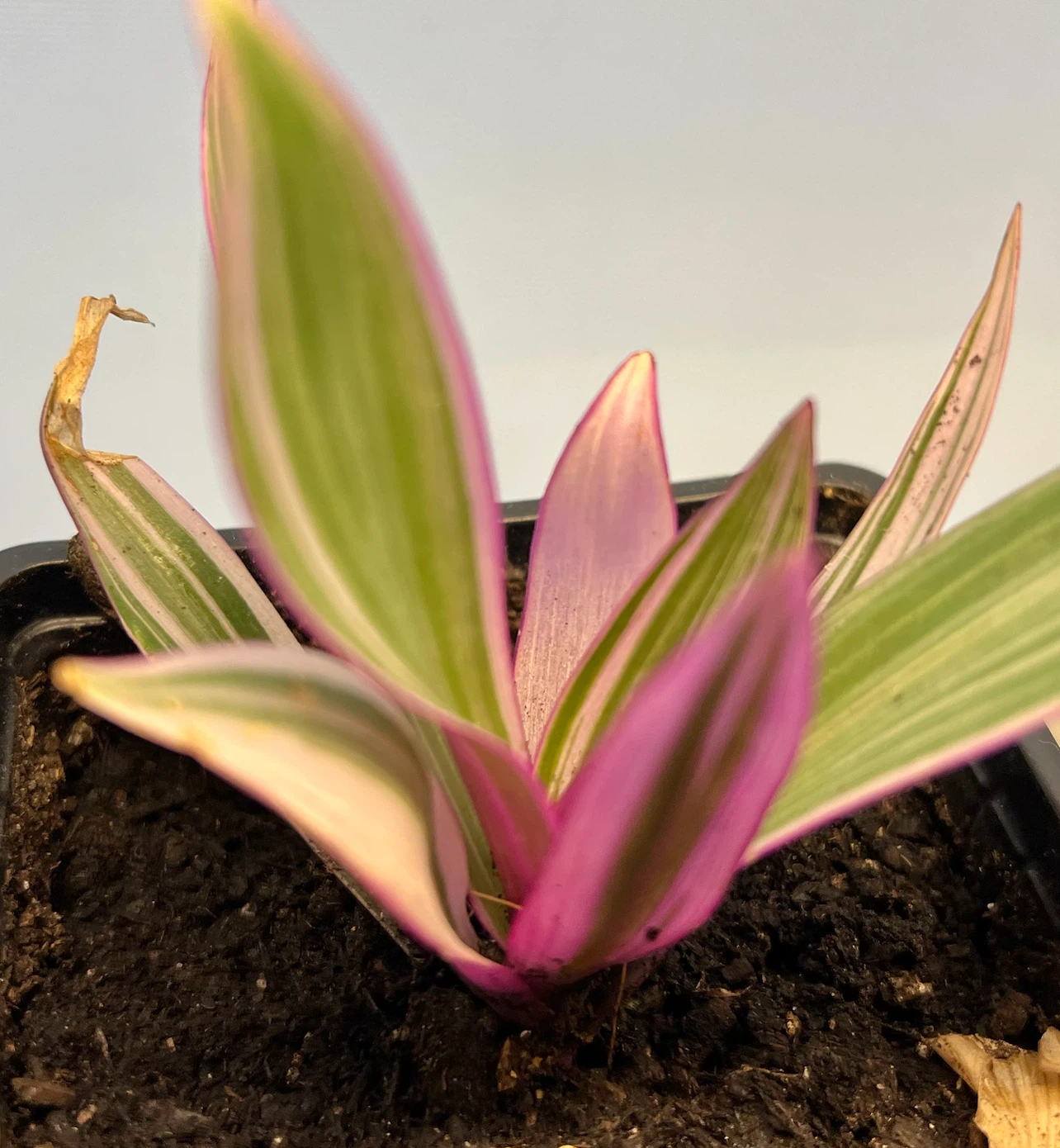 OYSTER PLANT, indoor tropical plant - photo 3