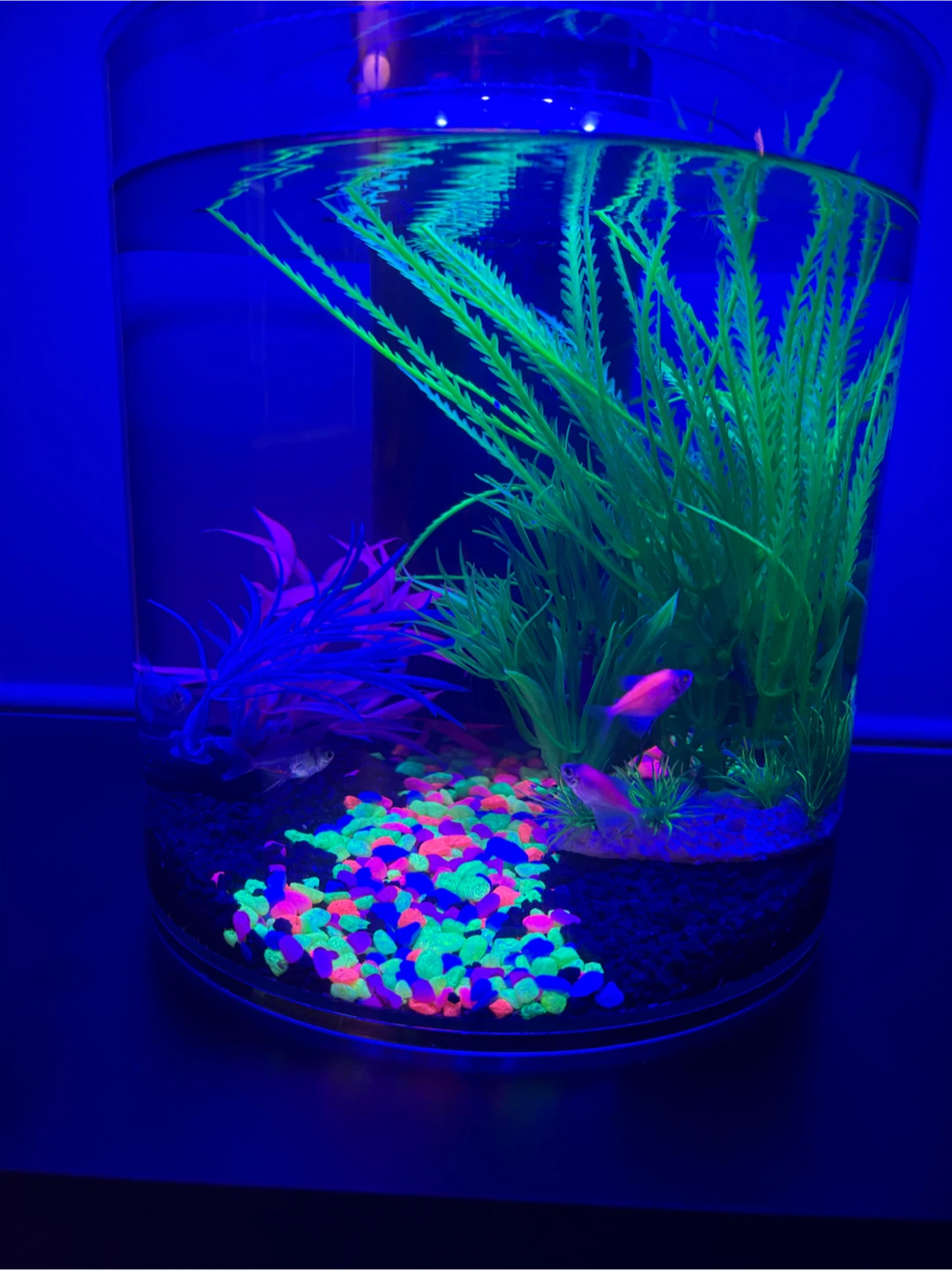 Top Fin LED Cylinder Aquarium - photo 2