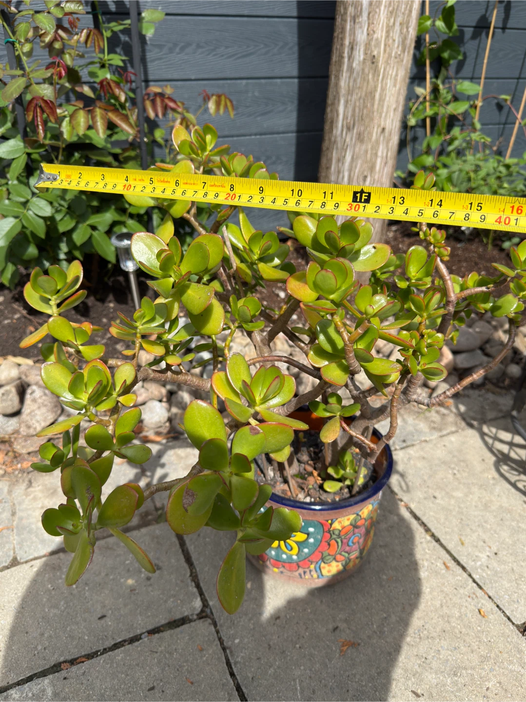 Potted Big Jade Plant for Sale