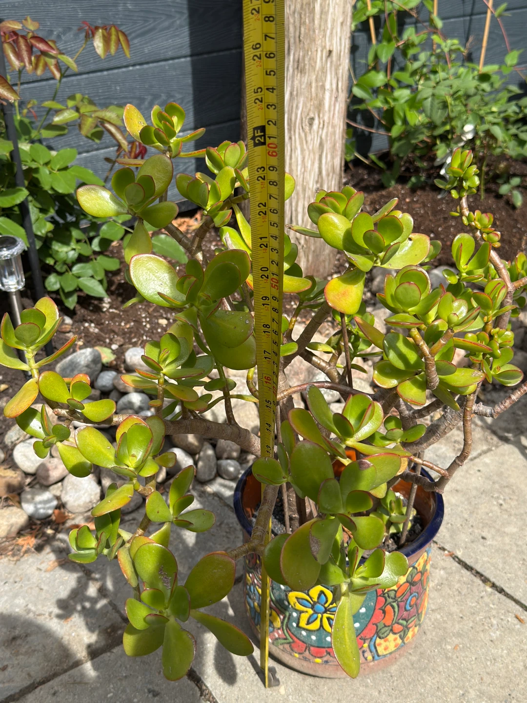Potted Big Jade Plant for Sale - photo 2