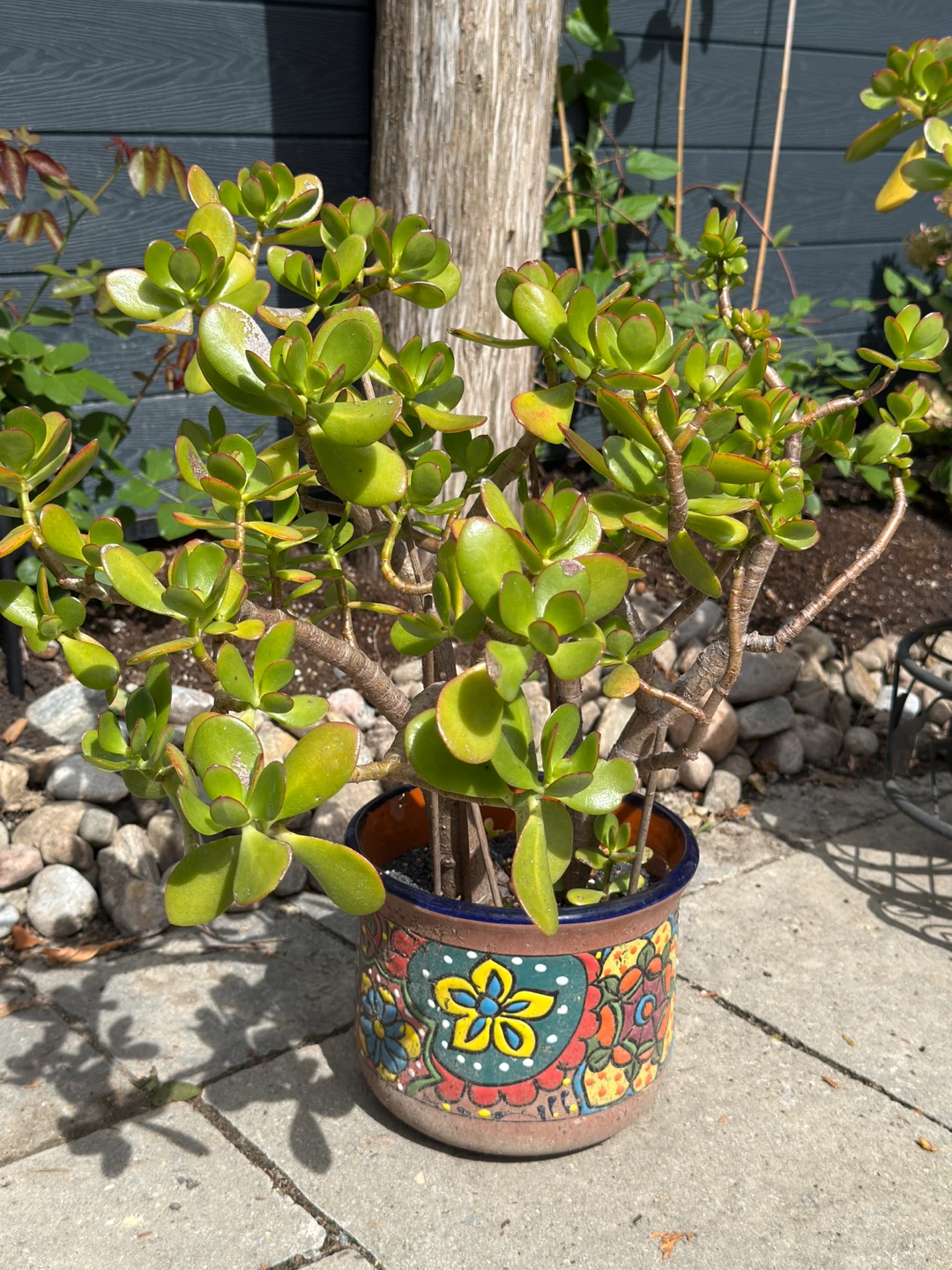 Potted Big Jade Plant for Sale - photo 3
